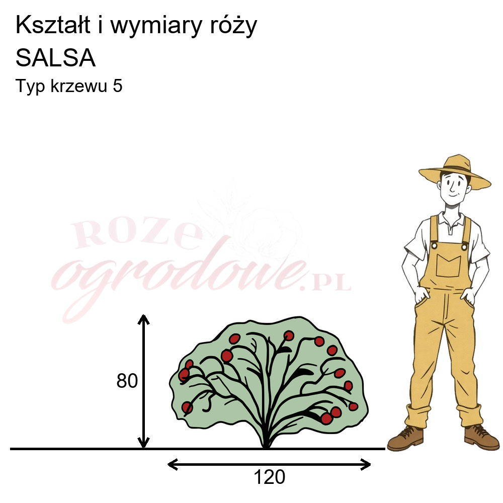 pokrój róży salsa