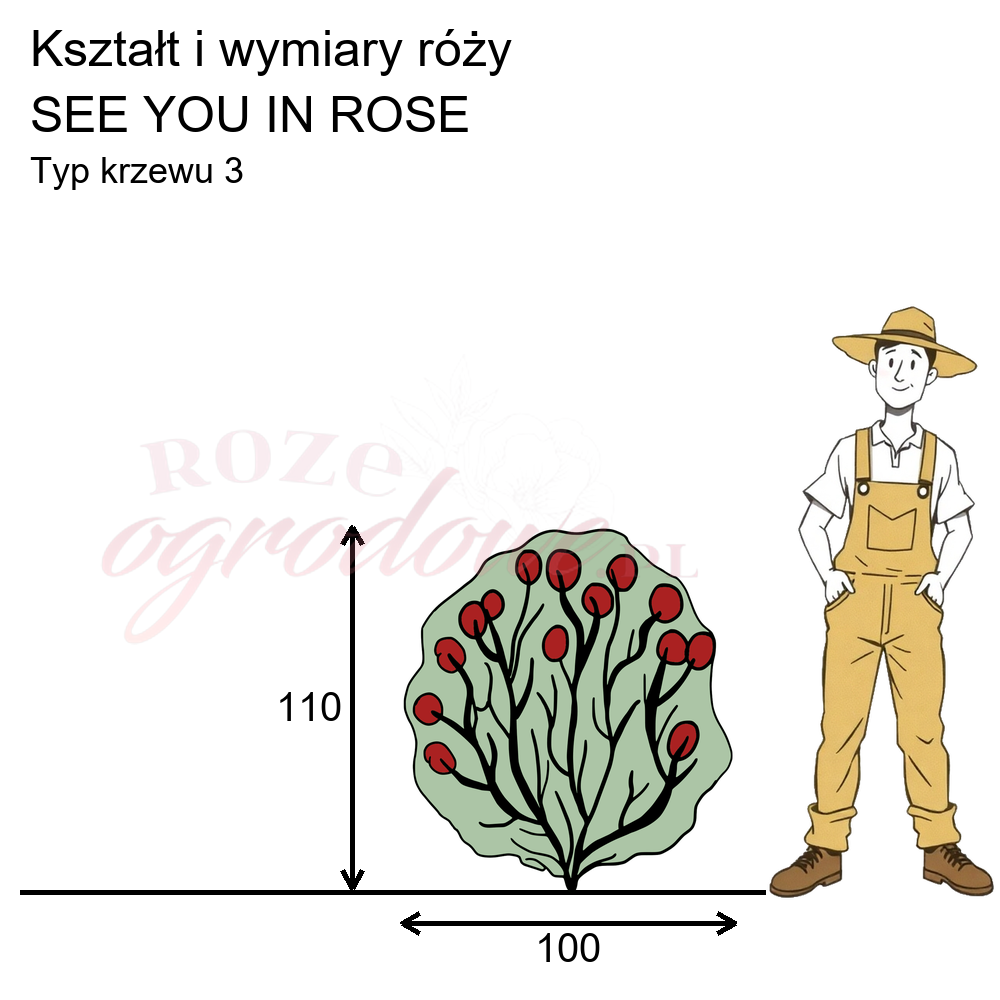 pokrój róży rabatowej See you in Rose
