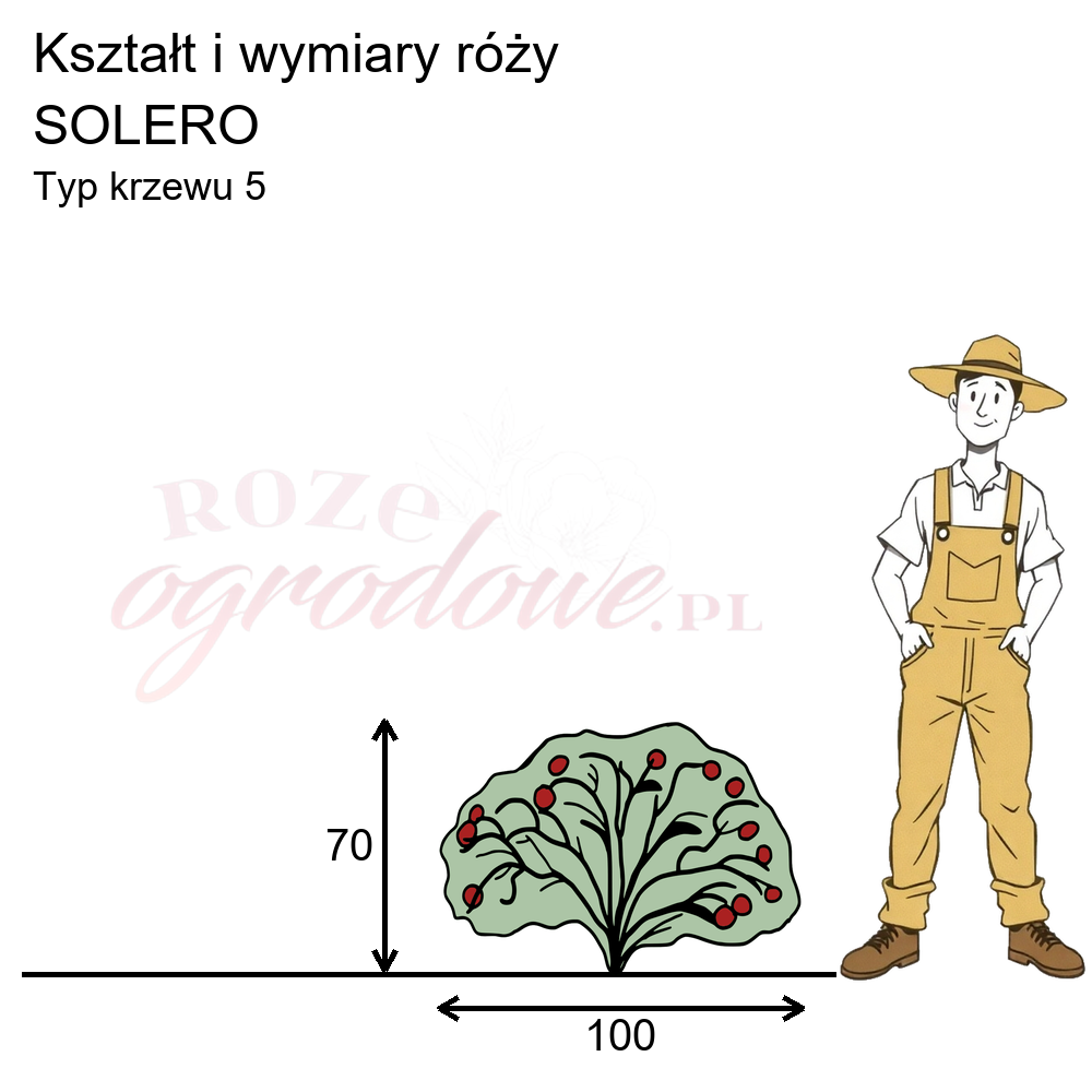 pokrój róży rabatowej Solero