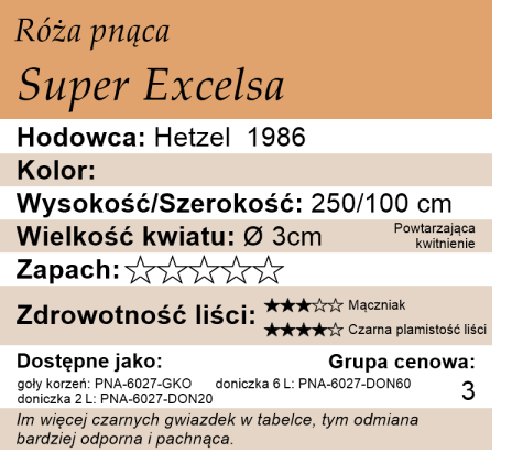cechy róży pnącej Super Excelsa