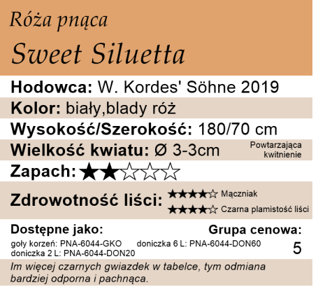 cechy róży pnącej Sweet Siluetta