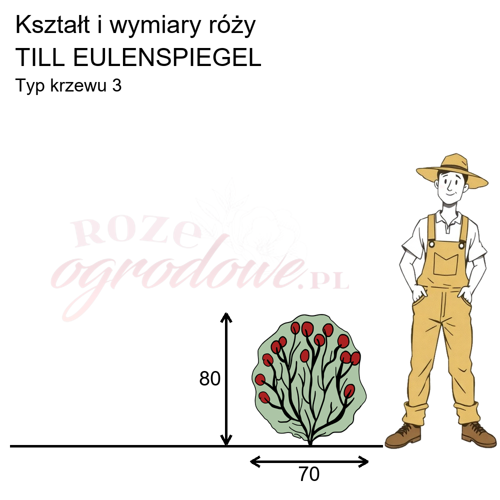 pokrój róży rabatowej Till Eulenspiegel