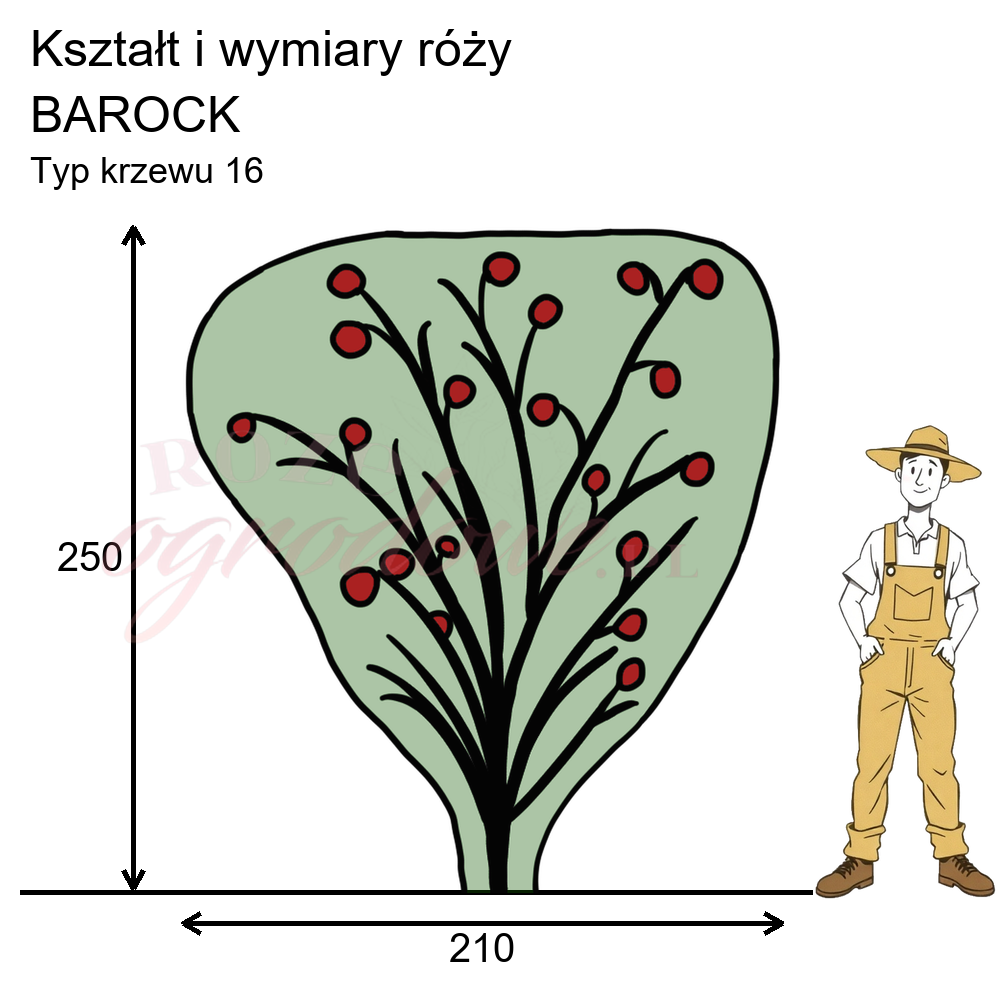 Pokrój róży pnącej Barock