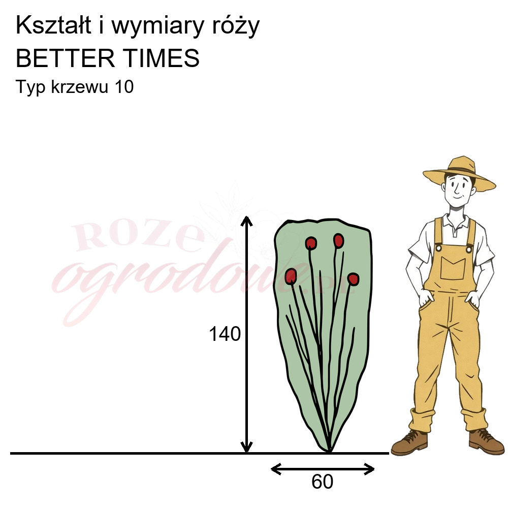 Pokrój róży Better Times