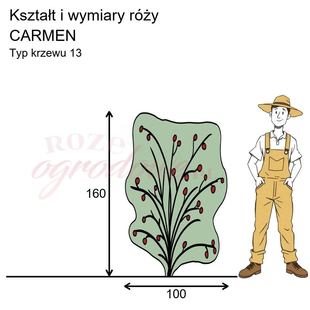 Pokrój róży pnącej Carmen