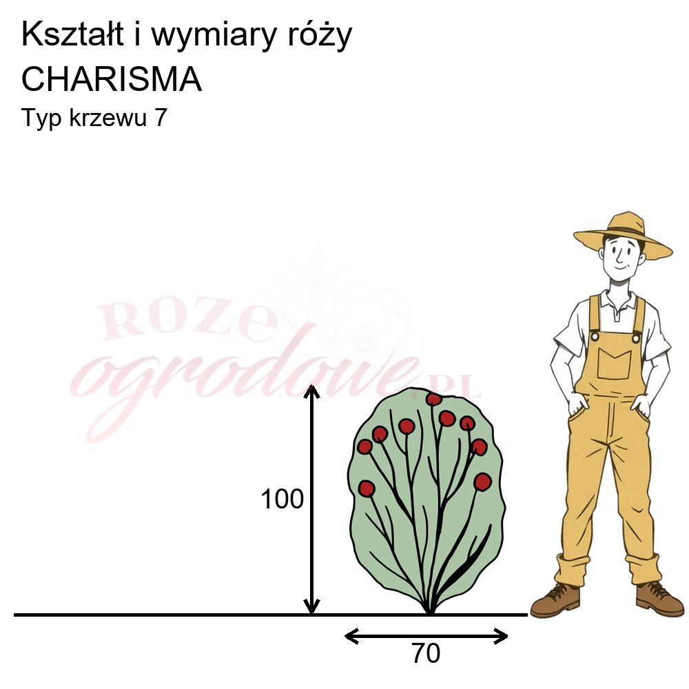 Pokrój róży wielkokwiatowej charisma