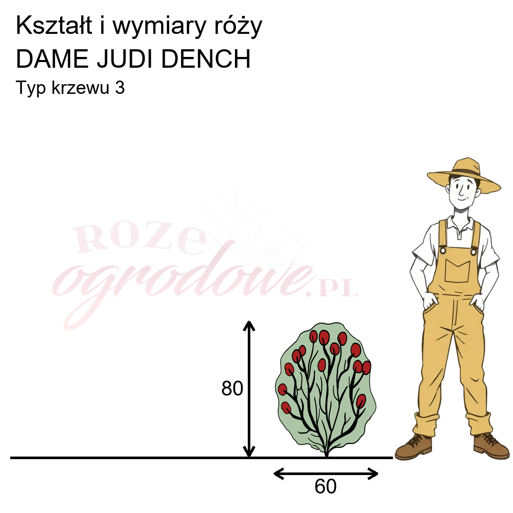 Pokrój róży angielskiej Dame Judi Dench