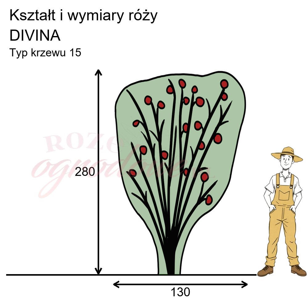 Pokrój róży Divina