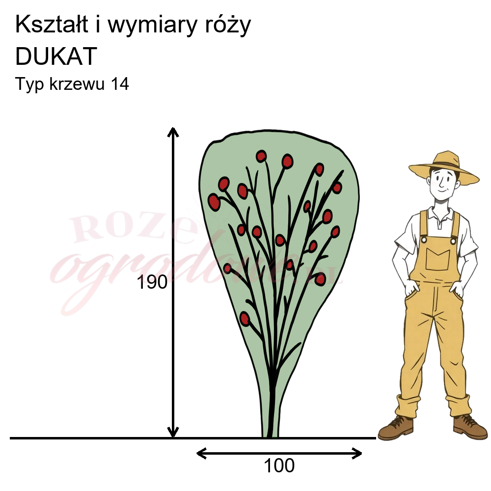 Wymiary i pokrój róży Dukat na podstawie obserwacji 3-letnich krzewów w sezonie 2025 w Więckowicach w gminie Wojnicz.