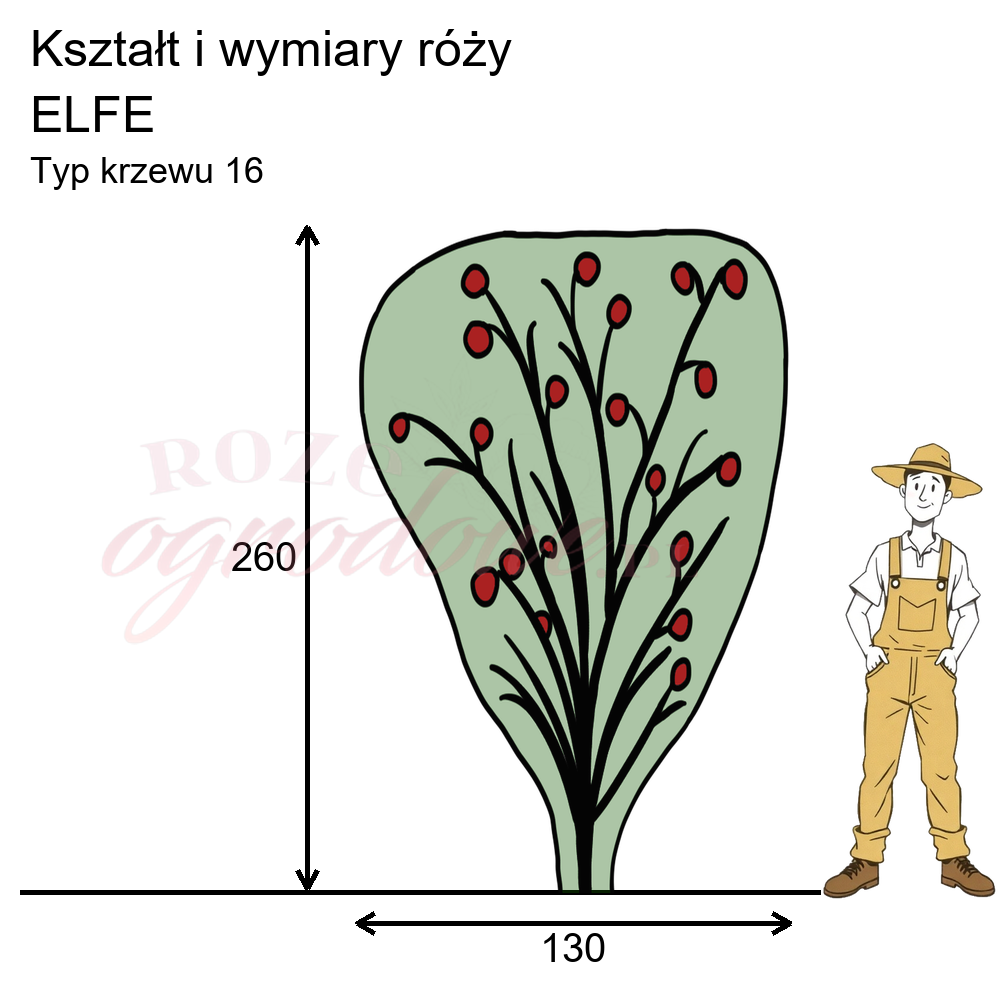 Rysunek przedstawia wymiary i pokrój róży Elfe na podstawie obserwacji 3-letnich krzewów w sezonie 2025 w Więckowicach w gminie Wojnicz.