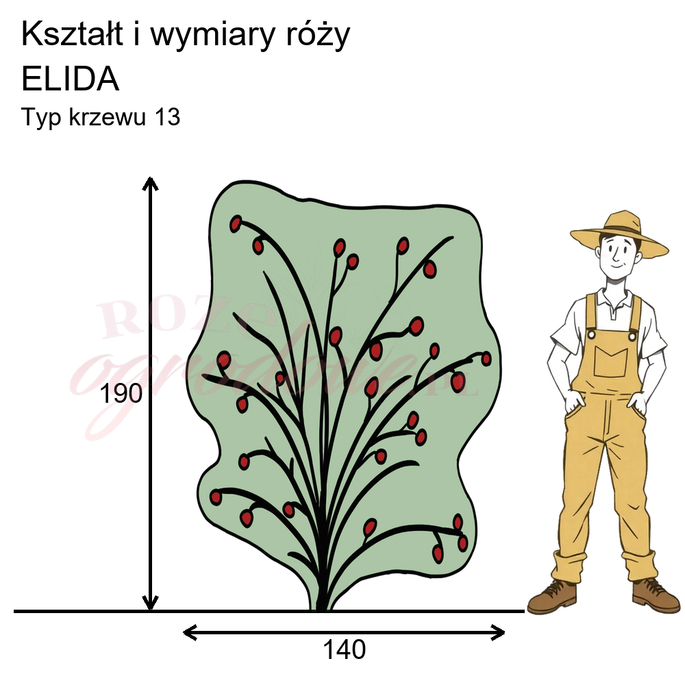 Rysunek przedstawia wymiary i pokrój róży Elida na podstawie obserwacji 3-letnich krzewów w sezonie 2025 w Więckowicach w gminie Wojnicz.