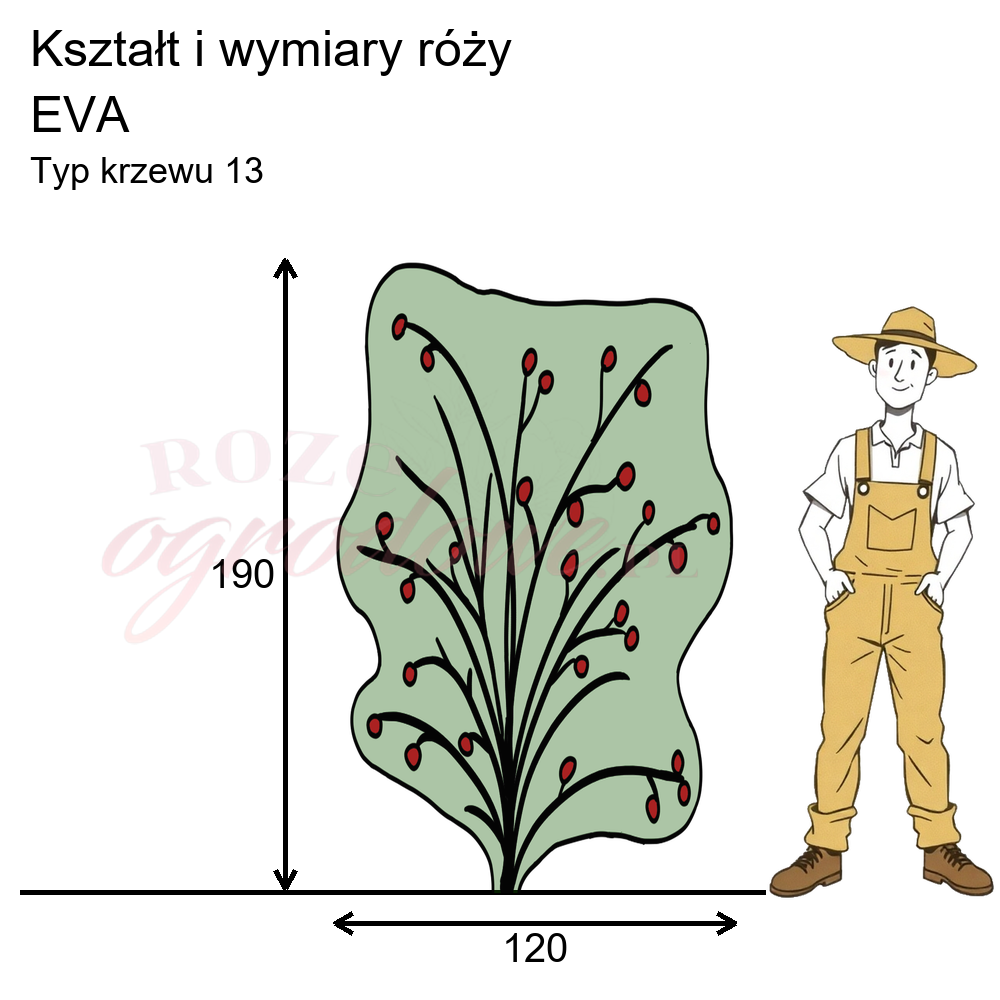 Rysunek przedstawia wymiary i pokrój róży Eva na podstawie obserwacji 3-letnich krzewów w sezonie 2025 w Więckowicach w gminie Wojnicz.