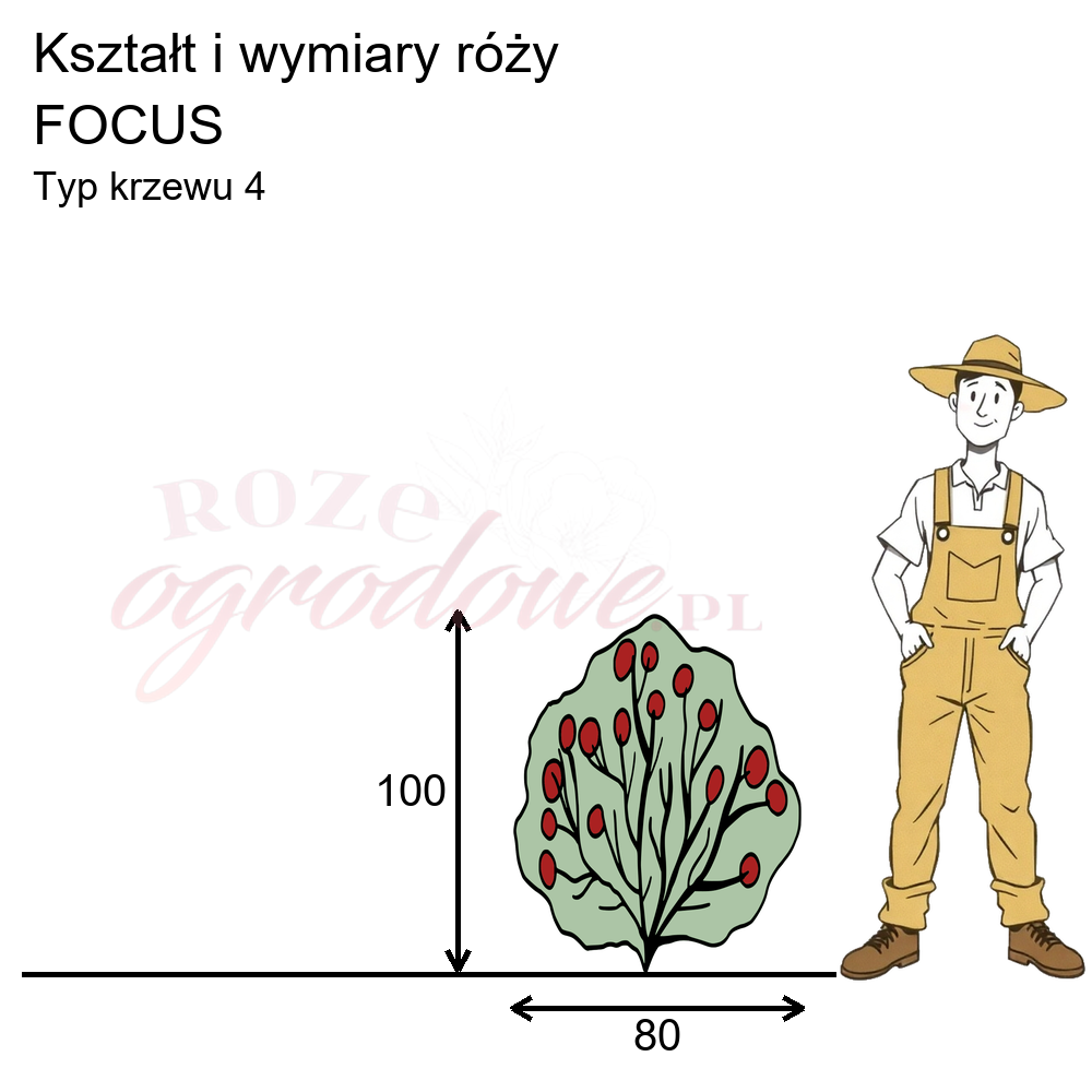 Pokrój róży wielkokwiatowej Focus