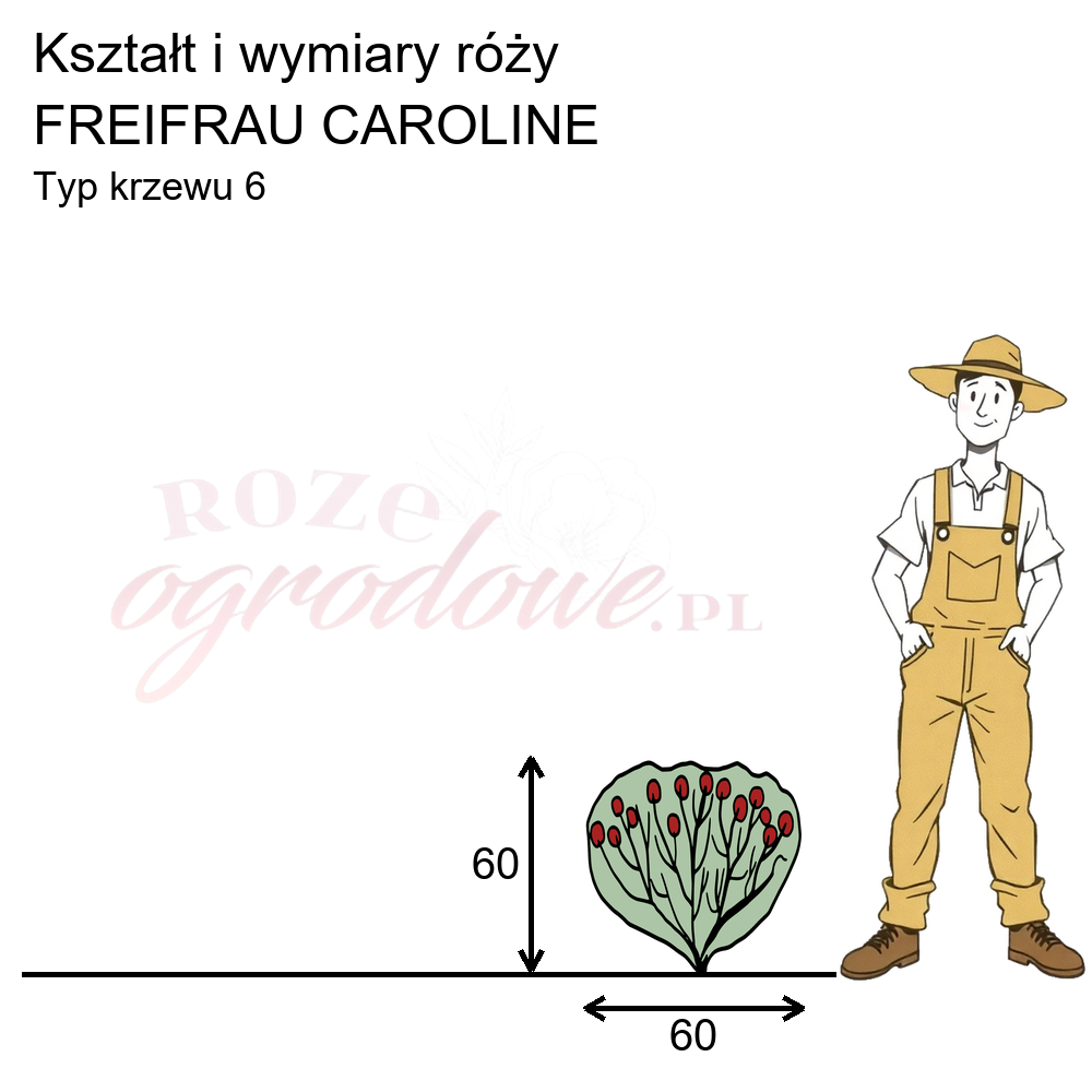 Rysunek przedstawia wymiary i pokrój Freifrau Caroline na podstawie obserwacji 3-letnich krzewów w sezonie 2025 w Więckowicach w gminie Wojnicz.