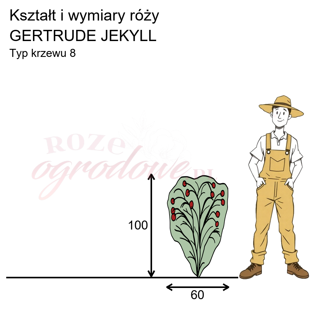 Rysunek przedstawia wymiary i pokrój Gertrude Jekyll na podstawie obserwacji 3-letnich krzewów w sezonie 2025 w Więckowicach w gminie Wojnicz.