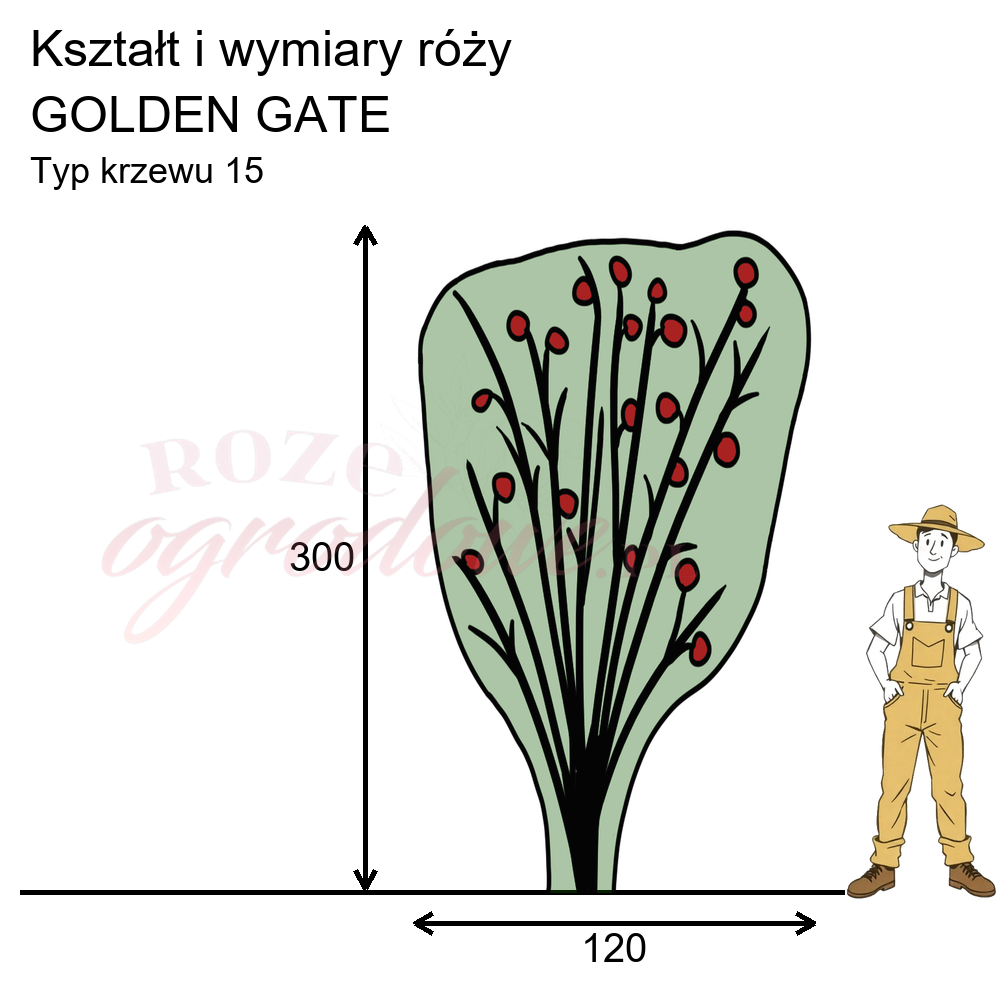 Rysunek przedstawia wymiary i pokrój Golden Gate na podstawie obserwacji 3-letnich krzewów w sezonie 2025 w Więckowicach w gminie Wojnicz.