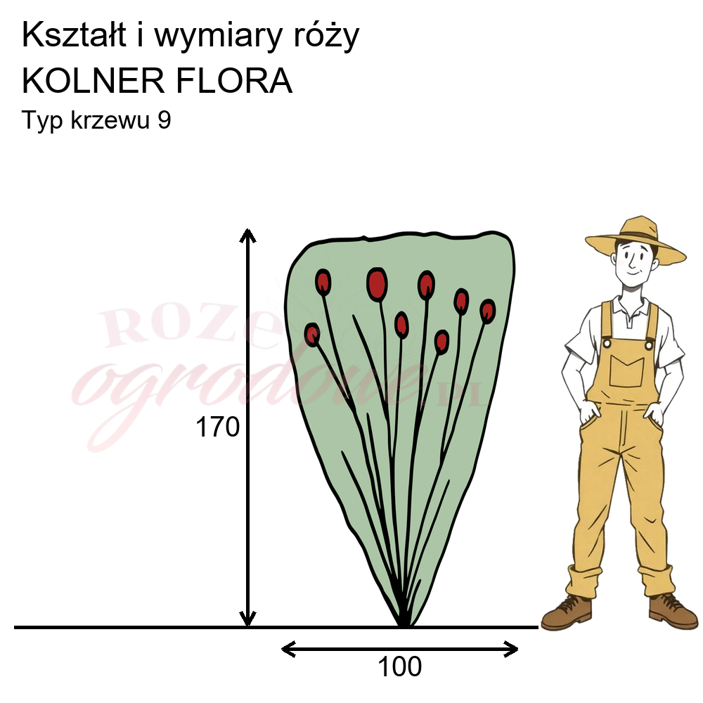 Pokrój róży parkowej Kolner Flora