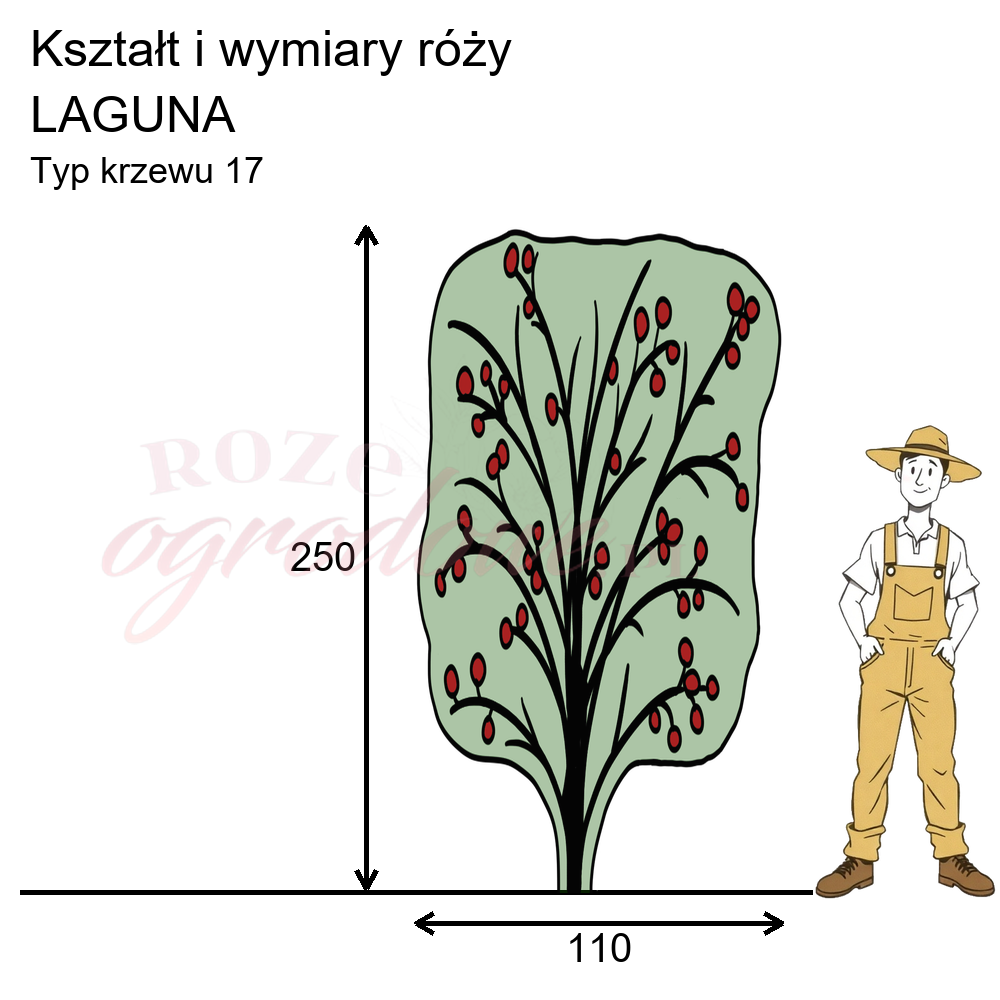 Rysunek przedstawia wymiary i pokrój róży Laguna na podstawie obserwacji 3-letnich krzewów w sezonie 2025 w Więckowicach w gminie Wojnicz.