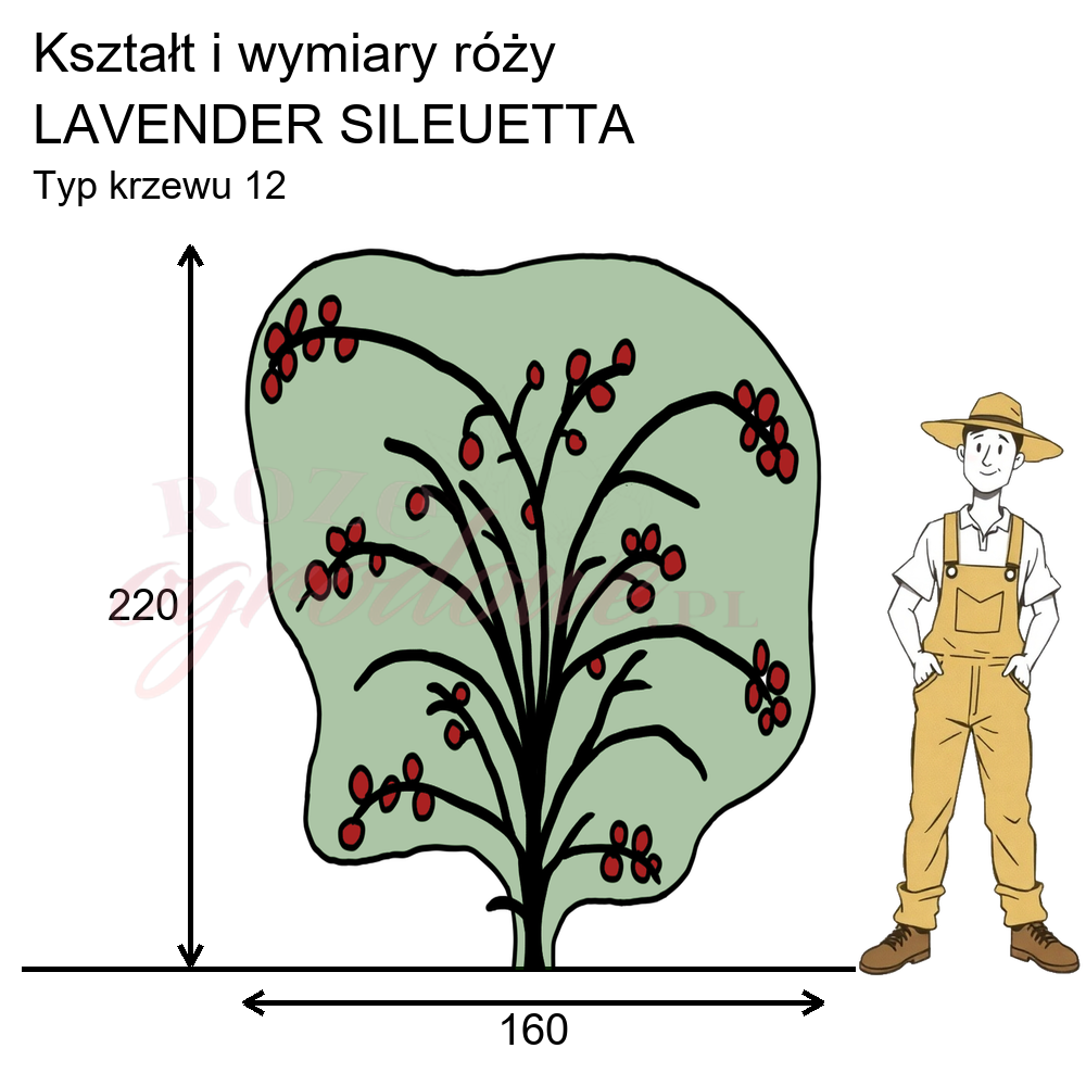 Rysunek przedstawia wymiary i pokrój Lavender Siluetta na podstawie obserwacji 3-letnich krzewów w sezonie 2025 w Więckowicach w gminie Wojnicz.