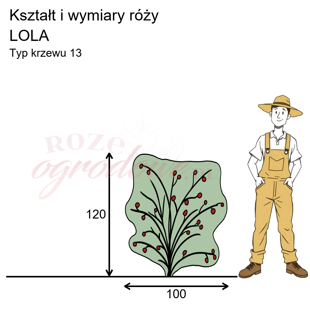 Rysunek przedstawia wymiary i pokrój róży Lola na podstawie obserwacji 3-letnich krzewów w sezonie 2025 w Więckowicach w gminie Wojnicz.