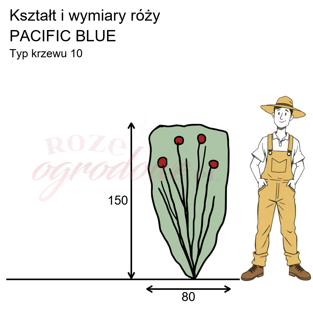 Wymiary wielkokwiatowej róży Pacific Blue