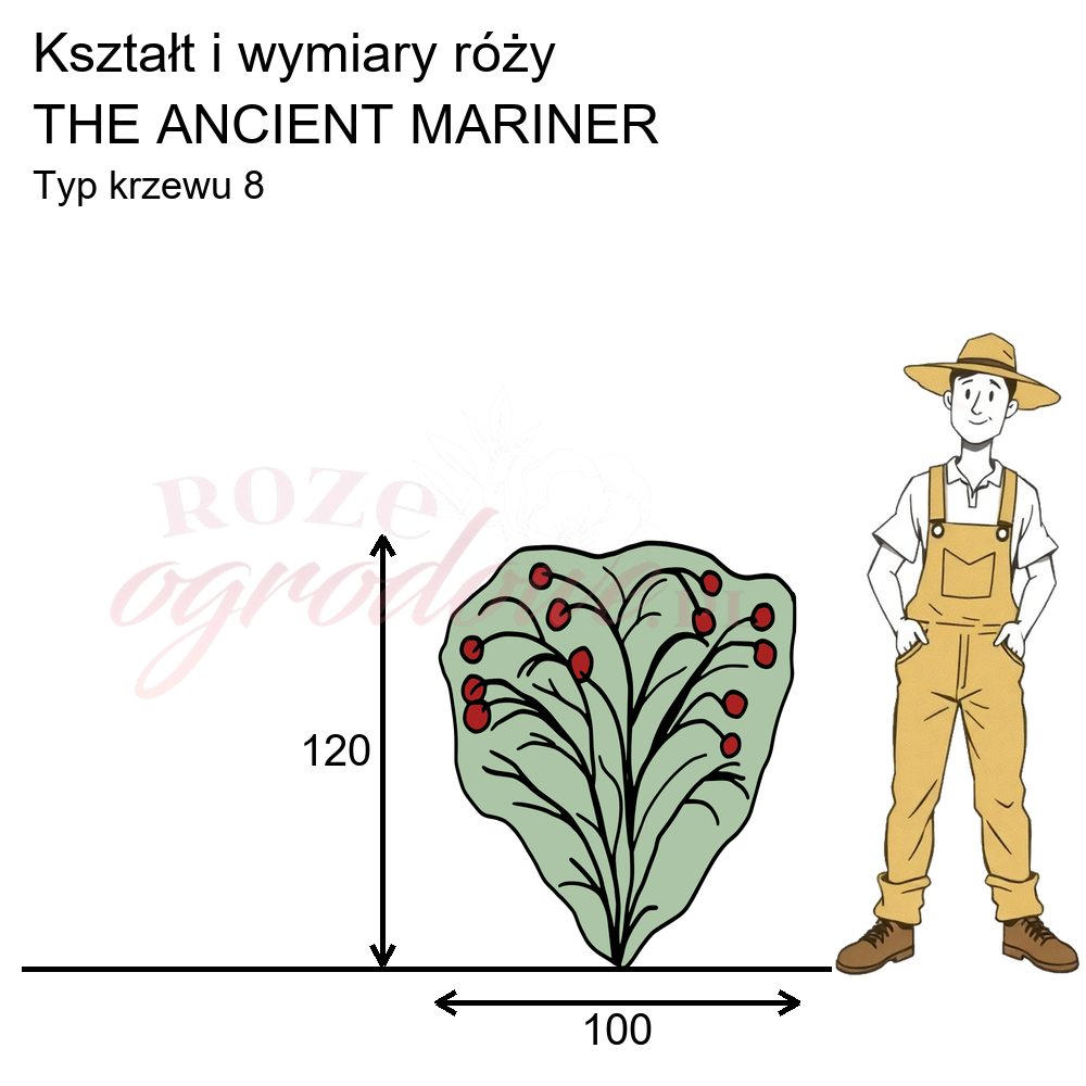 Cechy róży parkowej The Ancient Mariner