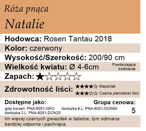 cechy róży pnącej Natalie