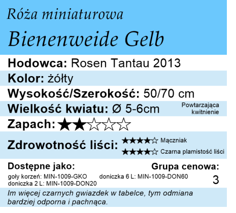 cechy róży miniaturowej Bienenweide Gelb