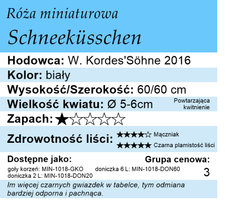cechy róży miniaturowej Schneeküsschen