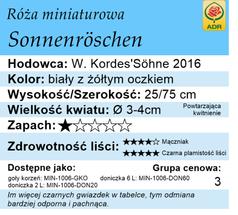 cechy róży miniaturowej Sonnenröschen