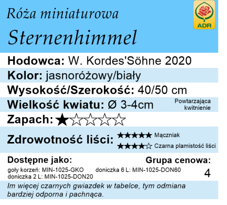 cechy róży miniaturowej Sternenhimmel