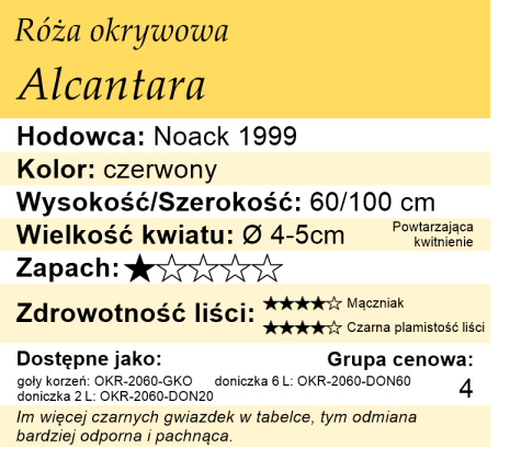 cechy róży miniaturowej Alcantara