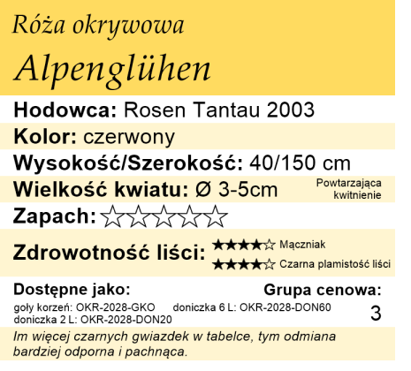 cechy róży miniaturowej Alpenglühen
