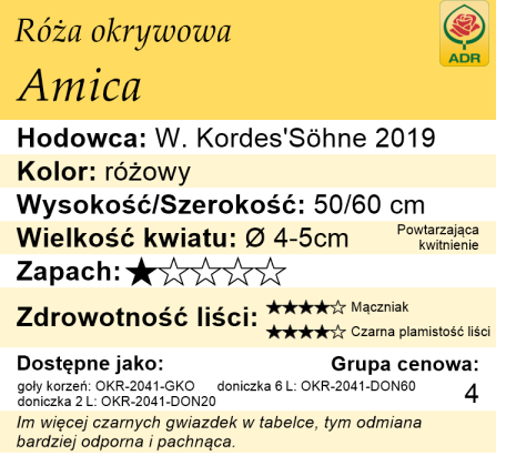 cechy róży okrywowej Amica