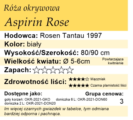 cechy róży okrywowej Aspirin Rose