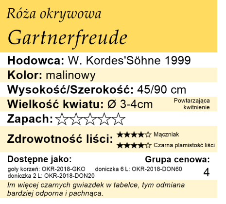 cechy róży okrywowej Gartnerfreude