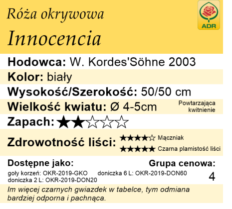 cechy róży okrywowej Innocencia