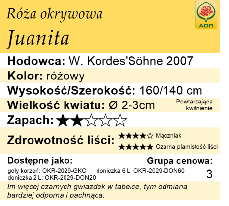 cechy róży okrywowej Juanita