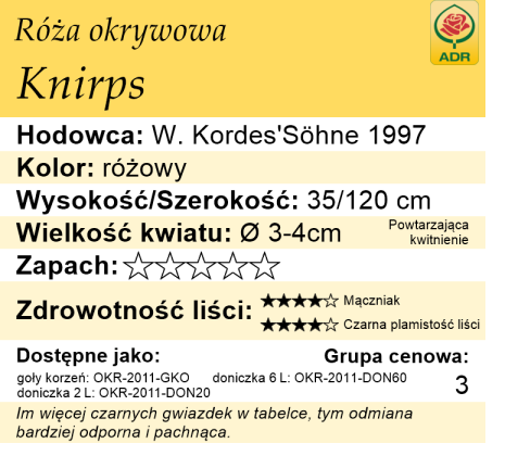 cechy róży okrywowej Knirps