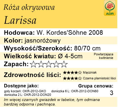 cechy róży okrywowej Larissa