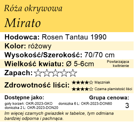 cechy róży okrywowej Mirato