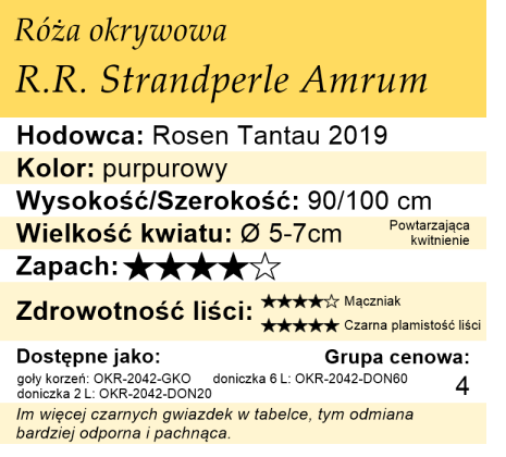 cechy róży okrywowej R.R. STRANDPERLE AMRUM