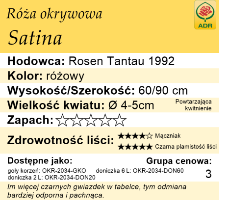 cechy róży okrywowej Satina