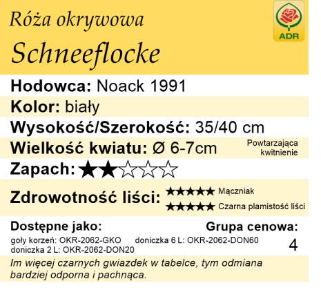 cechy róży okrywowej Schneeflocke
