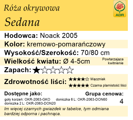 cechy róży okrywowej Sedana
