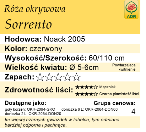 cechy róży okrywowej Sorrento