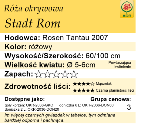 cechy róży okrywowej Stadt Rom