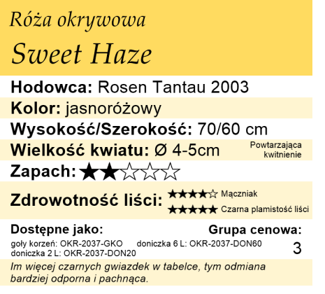 cechy róży okrywowej Sweet haze