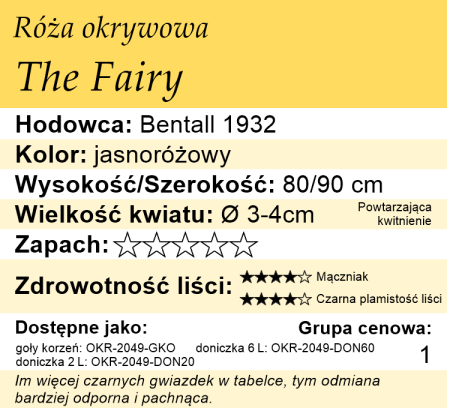 cechy róży okrywowej The Fairy