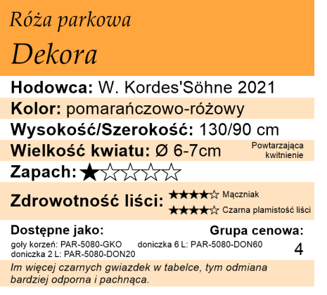cechy róży parkowej Dekora